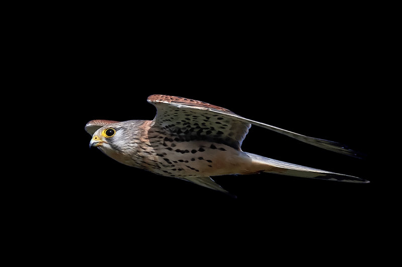 Common Kestrel (Falco tinnunculus)