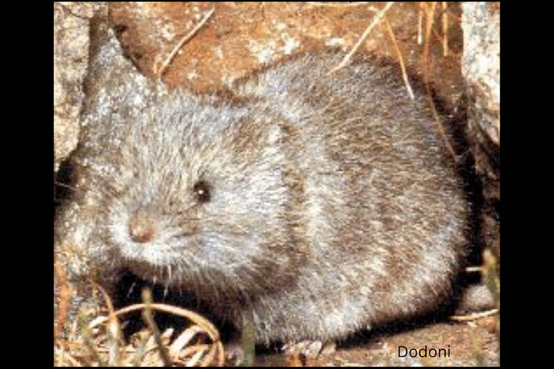 Snow Vole (Microtus nivalis)