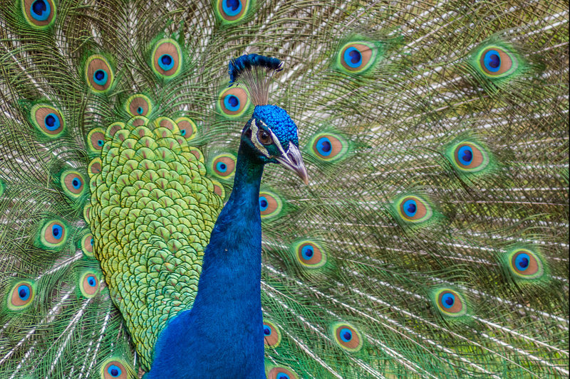 Indian Peafowl (Pavo cristatus) — Widespread across India