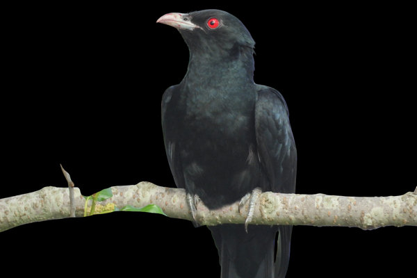 Asian Koel (Eudynamys scolopaceus) in the wild
