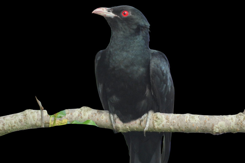 Asian Koel (Eudynamys scolopaceus) — Indian subcontinent Pakistan China Southeast Asia