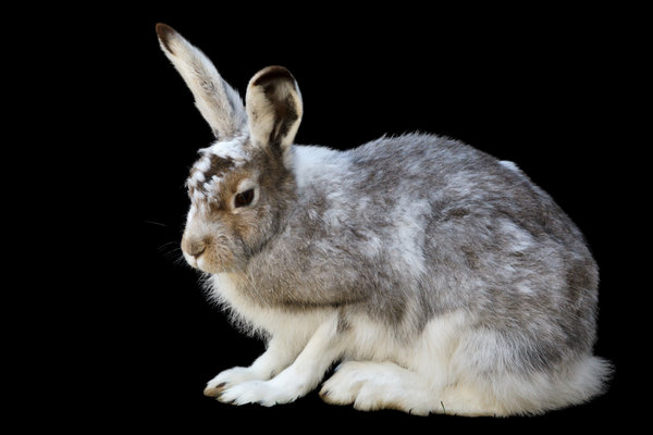 Mountain Hare (Lepus timidus)                     in the wild