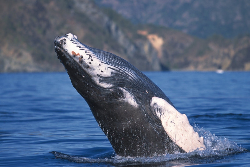Humpback Whale (Megaptera novaeangliae)