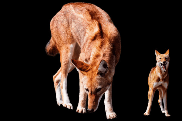 Ethiopian Wolf (Canis simensis) in the wild