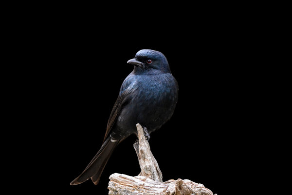 Fork-tailed Drongo-Cuckoo (Surniculus dicruroides) in the wild