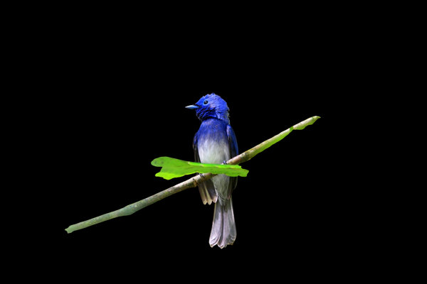 Black-naped Monarch (Hypothymis azurea) in the wild