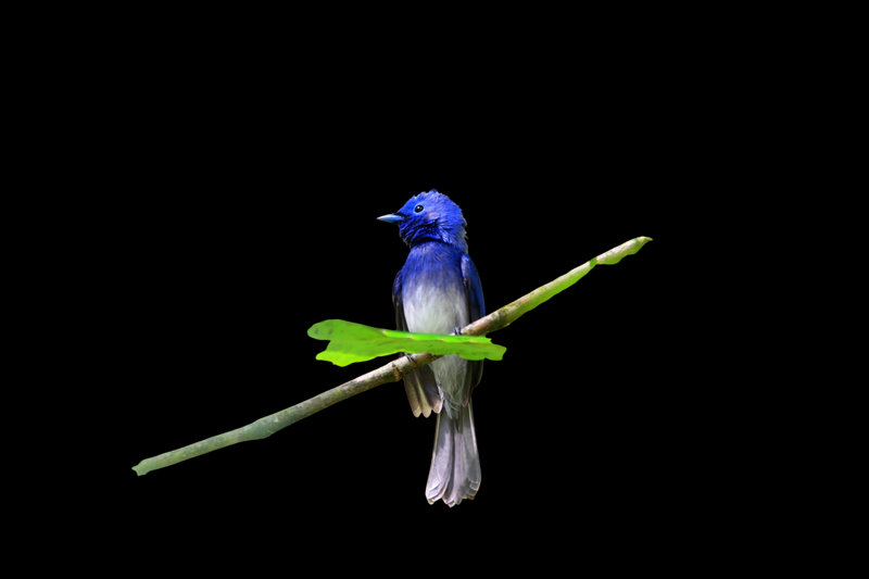 Black-naped Monarch (Hypothymis azurea) — Indian subcontinent southeast Asia