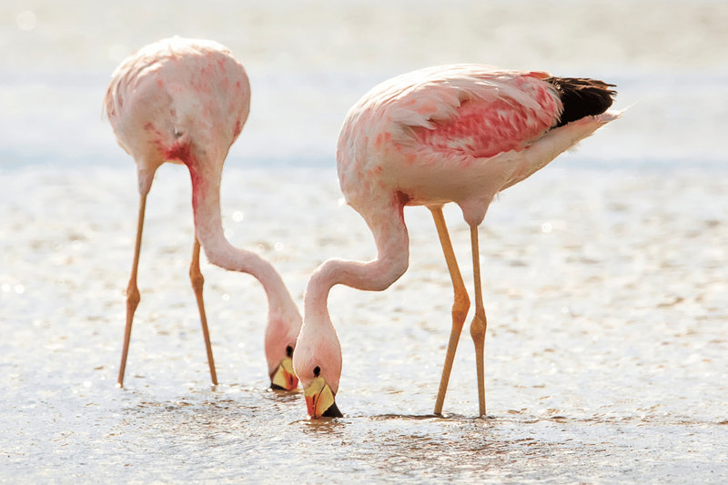 Andean Flamingo (Phoenicoparrus andinus)