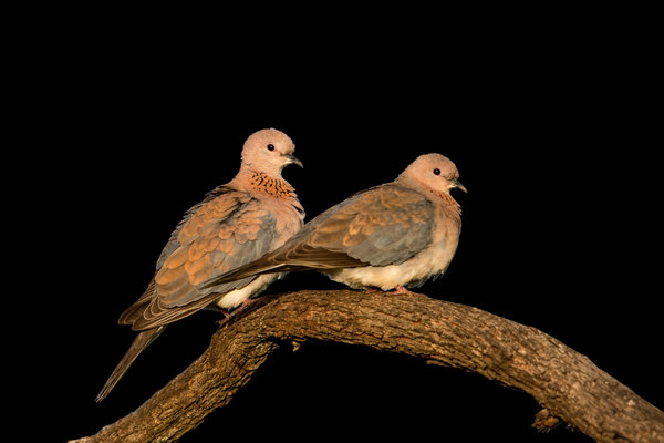 Laughing Dove (Spilopelia senegalensis) in the wild