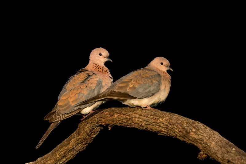 Laughing Dove (Spilopelia senegalensis)