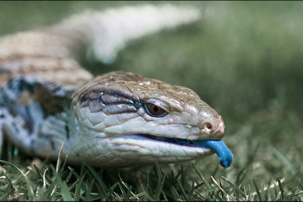 Blue-tongued Skink (Tiliqua scincoides) in the wild