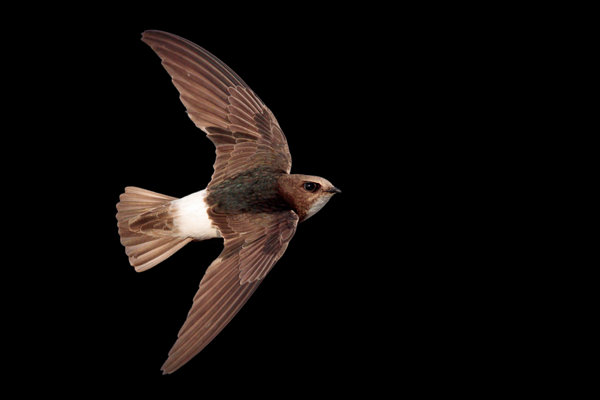 Little Swift (Apus affinis) in the wild