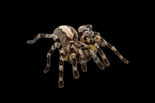Indian Tarantula (Poecilotheria regalis) in the wild