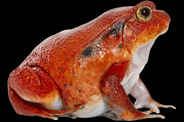 Tomato Frog (Dyscophus antongilii) in the wild