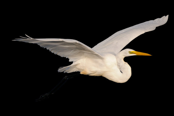 Great Egret (Ardea alba) in the wild