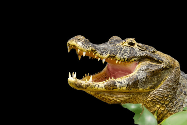 Yacare Caiman (Caiman yacare) in the wild