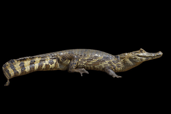 Black Caiman (Melanosuchus niger) in the wild