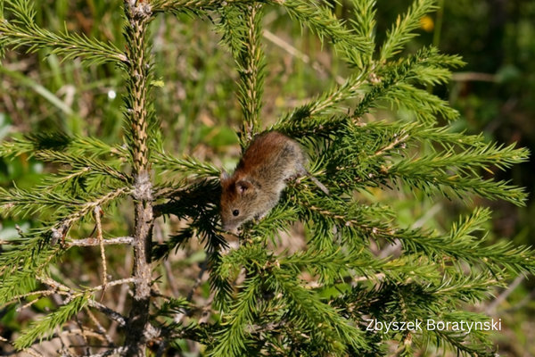 Ruddy Vole (Clethrionomys rutilus) in the wild