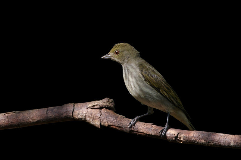Thick-billed Flowerpecker (Dicaeum agile)