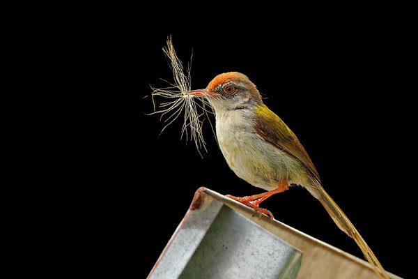 Common Tailorbird (Orthotomus sutorius) in the wild