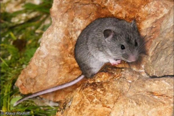 Balkan Snow Vole (Dinaromys bogdanovi) in the wild