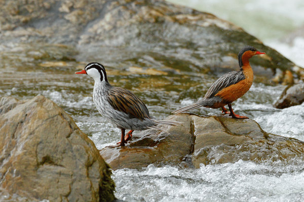 Torrent Duck (Merganetta armata) in the wild