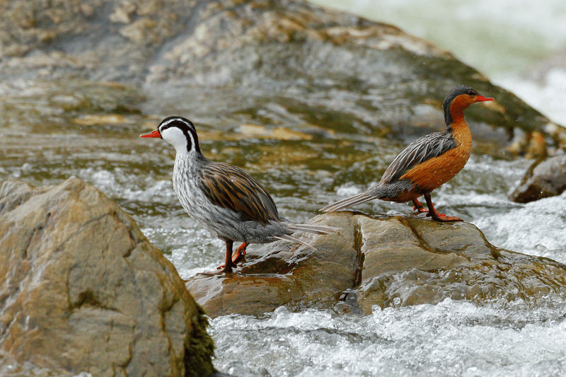 Torrent Duck (Merganetta armata)