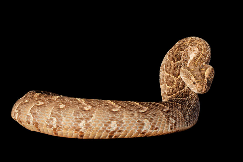 Puff Adder (Bitis arietans)