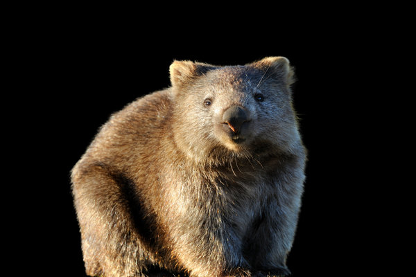 Common Wombat (Vombatus ursinus) in the wild