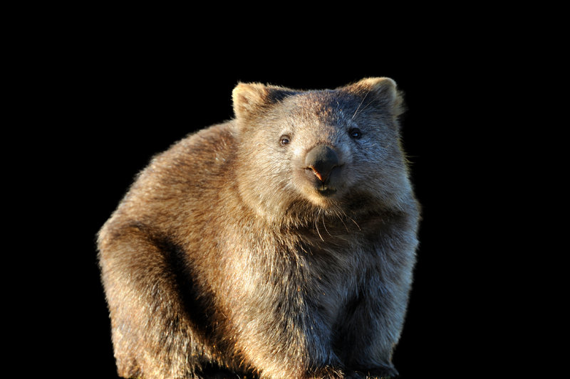 Common Wombat (Vombatus ursinus) — Southeastern Australia, including Tasmania
