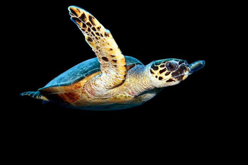Hawksbill Sea Turtle (Eretmochelys imbricata)