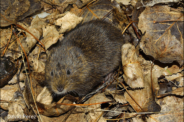 Southern Water Vole (Arvicola sapidus) in the wild