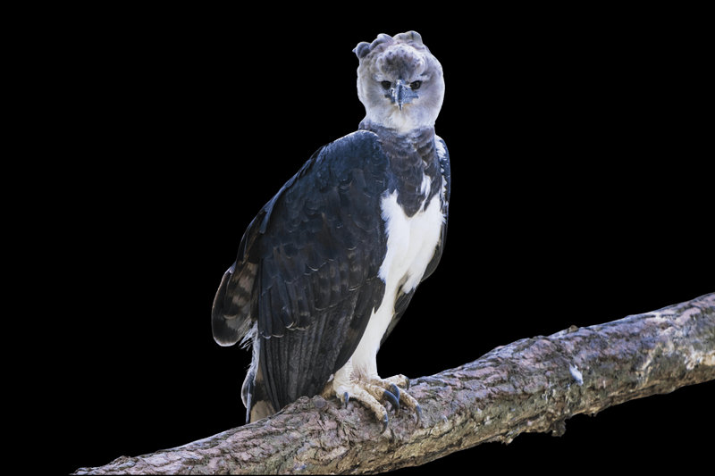 Harpy Eagle (Harpia harpyja)
