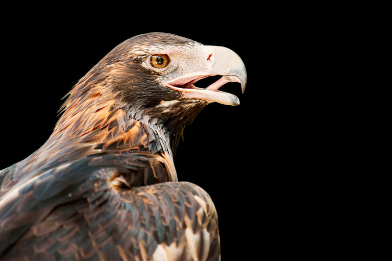 Wedge-tailed Eagle (Aquila audax) — Mainland Australia and Tasmania