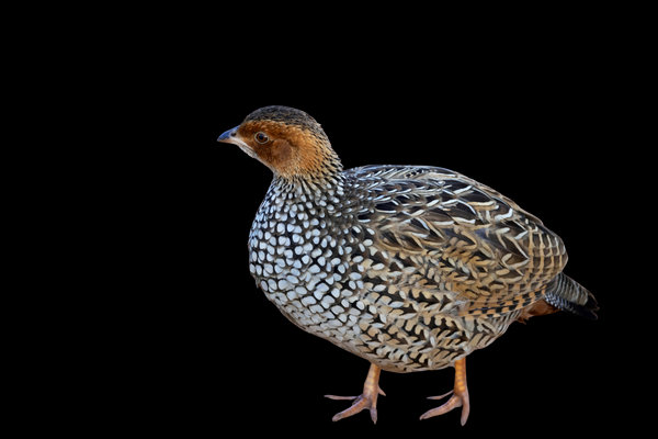 Painted Francolin (Francolinus pictus) in the wild
