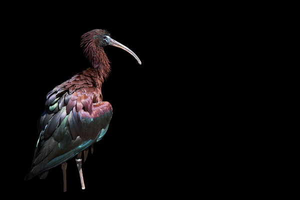 Glossy Ibis (Plegadis falcinellus) in the wild