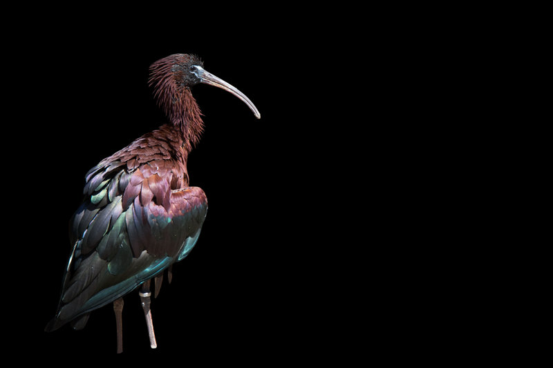 Glossy Ibis (Plegadis falcinellus) — Indian subcontinent Europe Africa