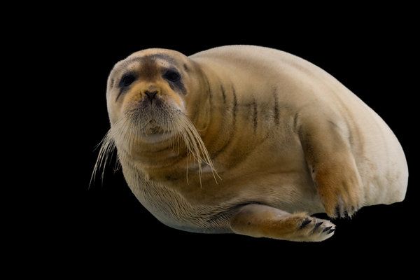 Bearded Seal (Erignathus barbatus) in the wild