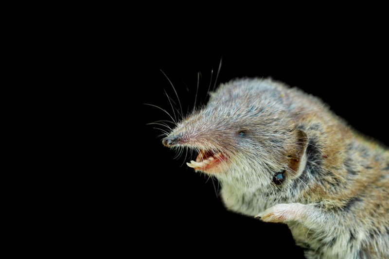 Lesser White-toothed Shrew (Crocidura suaveolens) — Europe, N Africa, Asia