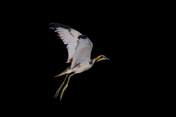 Pheasant-tailed Jacana (Hydrophasianus chirurgus) in the wild