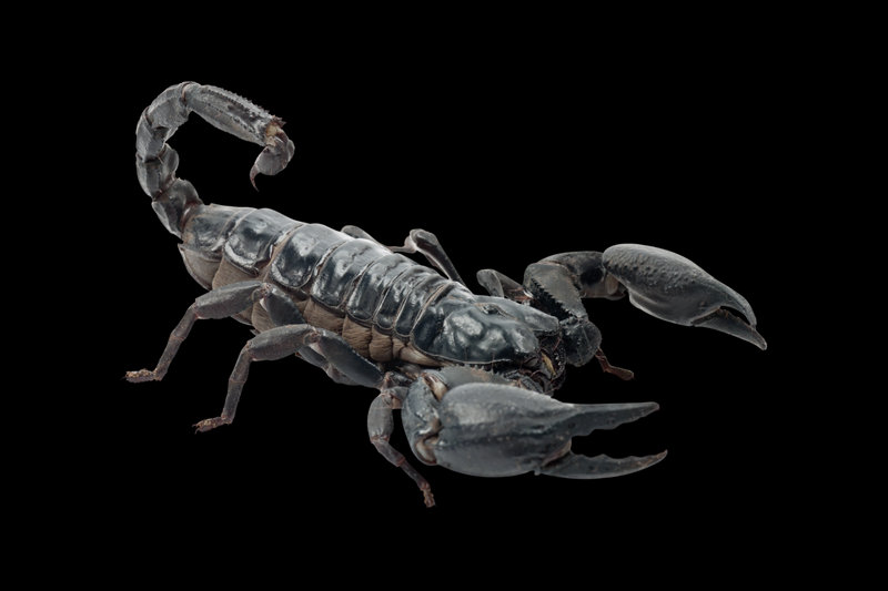 Scorpion (Pandinus imperator)