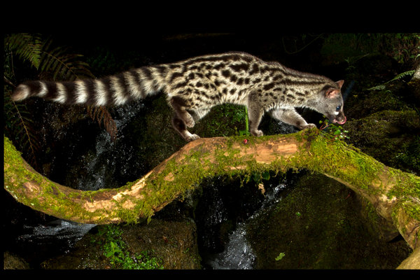 Common Genet (Genetta genetta) in the wild