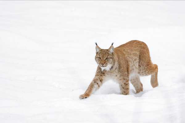 Eurasian Lynx (Lynx lynx) in the wild