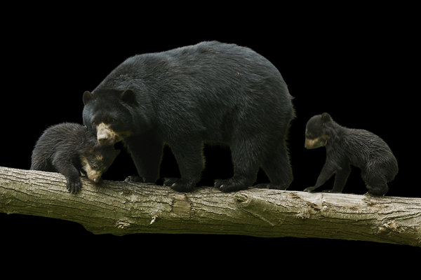 Spectacled Bear (Tremarctos ornatus) in the wild