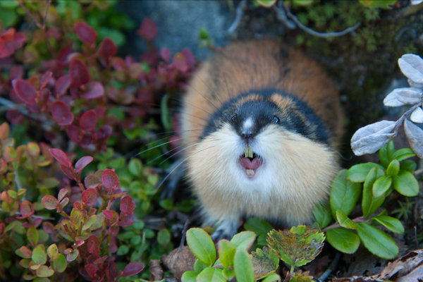 Norway Lemming (Lemmus lemmus)                    in the wild