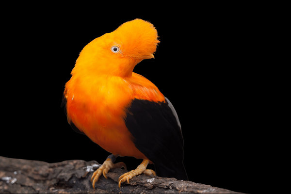 Andean Cock-of-the-rock (Rupicola peruvianus) in the wild