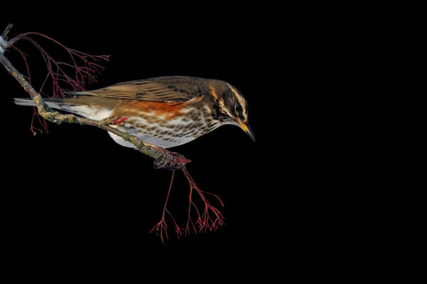 Redwing (Turdus iliacus) in the wild
