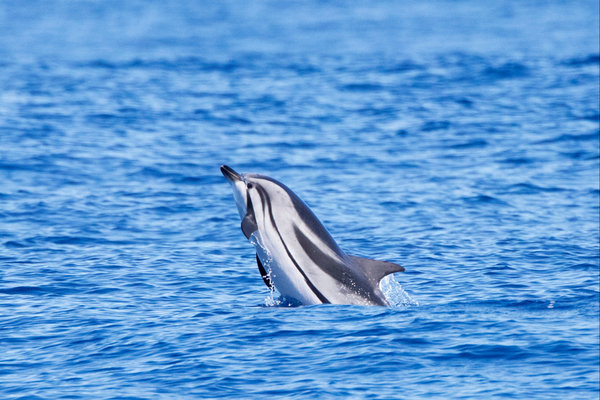 Striped Dolphin (Stenella coeruleoalba)           in the wild