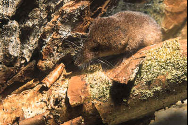 Alpine Shrew (Sorex alpinus) in the wild