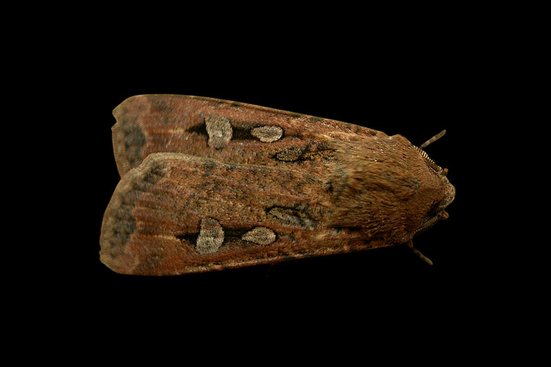 Bogong Moth (Agrotis infusa) — Agrotis